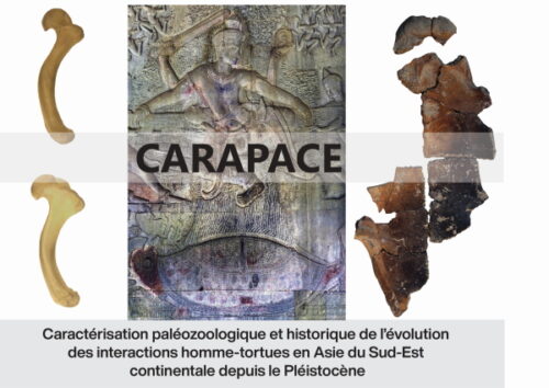 Annexe_Image_CARAPACE 2